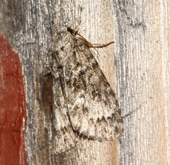 Acronicta fragilis