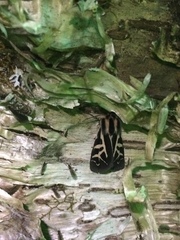 Apantesis williamsii