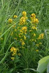 Solidago virgaurea lapponica