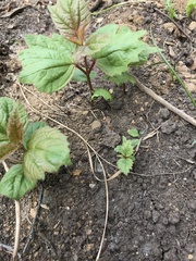 Viburnum edule