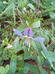 Cleome rutidosperma