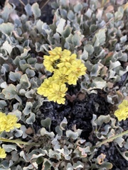 Eriogonum strictum