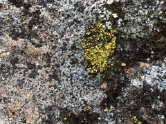 Arthrorhaphis citrinella