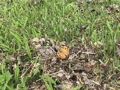 Vanessa cardui