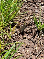 Euphilotes centralis