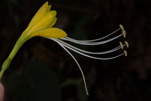 Eucrosia dodsonii