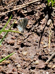 Euphilotes centralis