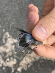 Eusphingonotus japonicus