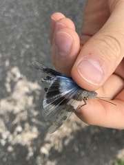 Eusphingonotus japonicus