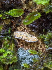 Tetrernia teminitis