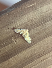 Tetrernia teminitis