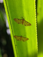 Tetrernia teminitis