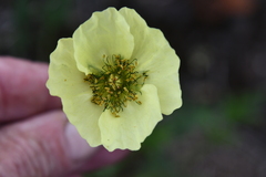 Papaver pulvinatum