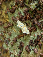Tetrernia teminitis