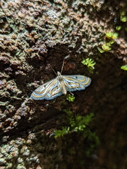 Tetrernia teminitis