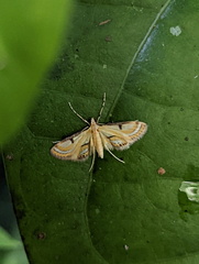 Tetrernia teminitis