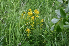 Solidago virgaurea lapponica