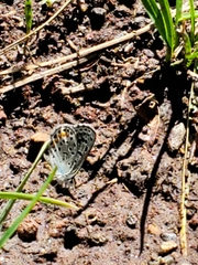 Euphilotes centralis