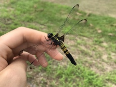 Orthetrum melania melania