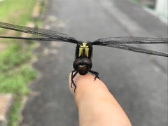 Orthetrum melania melania