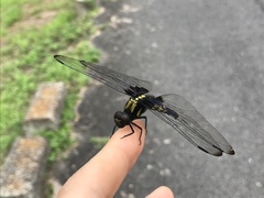 Orthetrum melania melania