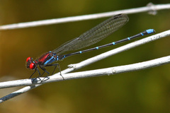 Argia cuprea