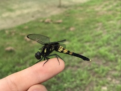 Orthetrum melania melania