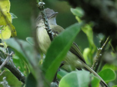 Tolmomyias sulphurescens