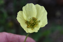 Papaver pulvinatum