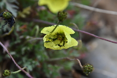 Papaver pulvinatum