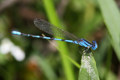 Argia leonorae