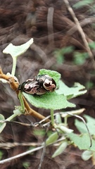 Calligrapha ancoralis