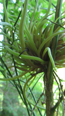 Exobasidium parvifolii