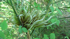 Exobasidium parvifolii