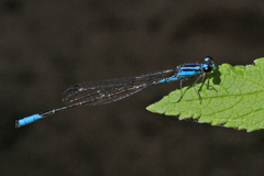 Acanthagrion quadratum