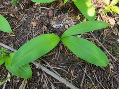 Clintonia uniflora