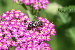 Triepeolus subnitens