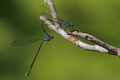 Acanthagrion quadratum