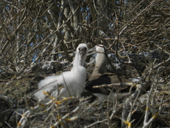Sula leucogaster brewsteri