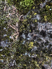 Arthrorhaphis citrinella