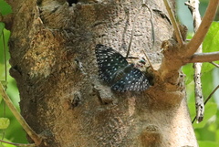 Dichorragia nesimachus