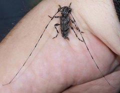 Acanthocinus obliquus