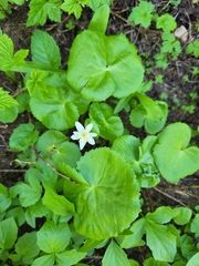Caltha biflora