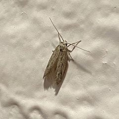 Isophrictis trimaculella