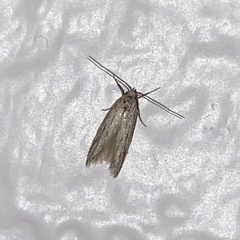 Isophrictis trimaculella