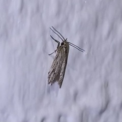 Isophrictis trimaculella