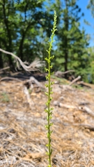 Platanthera colemanii