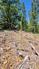 Platanthera colemanii