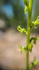 Platanthera colemanii