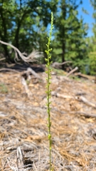 Platanthera colemanii